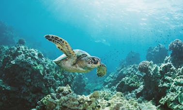 Snorkeling with Hawaiian green sea turtles!