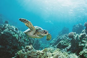 Snorkeling with Hawaiian green sea turtles!