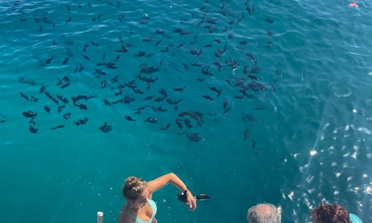 Snorkeling with Hawaiian green sea turtles!