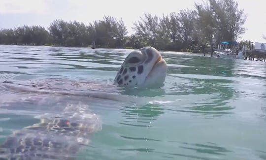 Green Turtle Siting at Green Cay