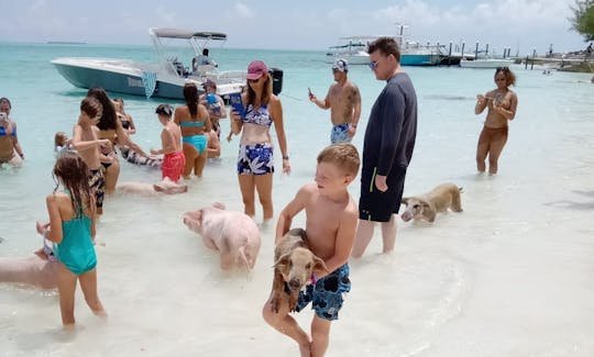 Pet Swimming pigs