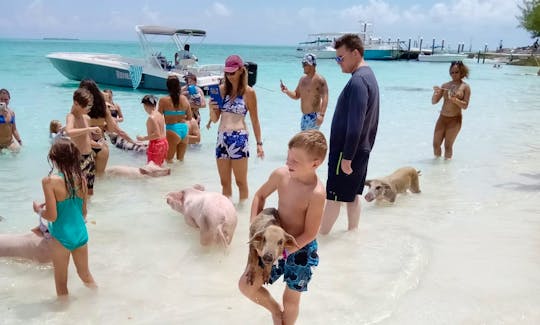Pet Swimming pigs