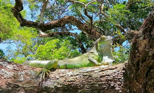 リバージャングルサファリ「パロベルデ国立公園」