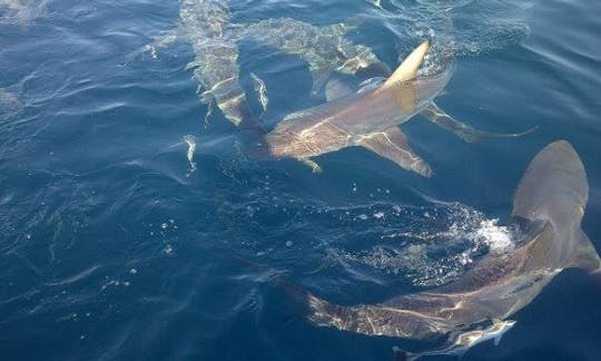 Shark Dive in Umkomaas