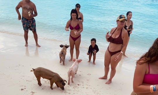 rose island pigs