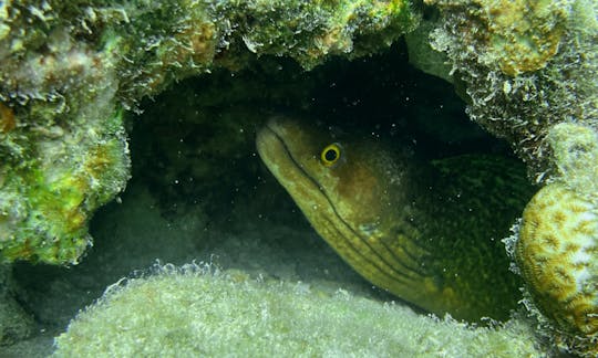 Snorkeling Lessons & Interactive Experience for kids and adults