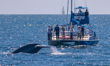 Veleiro catamarã para observação de baleias de perto em Dana Point