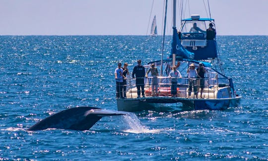 Up close with a magnificent blue whale tail!