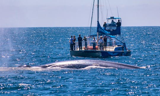 Dana Point is one of the best places in the world to see blue whales