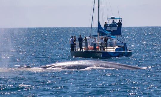 Dana Point is one of the best places in the world to see blue whales