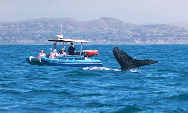 Bote inflable rígido de alta velocidad para la observación de delfines y ballenas en Dana Point