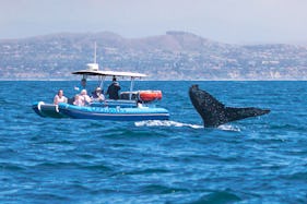 High-Speed Rigid Inflatable Boat for Dolphin & Whale Watching in Dana Point