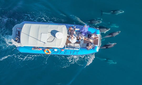 High-Speed Rigid Inflatable Boat for Dolphin & Whale Watching in Dana Point