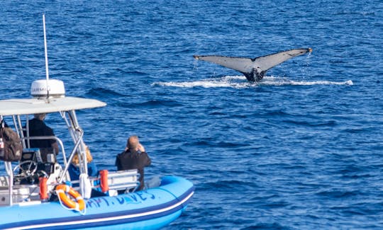 High-Speed Rigid Inflatable Boat for Dolphin & Whale Watching in Dana Point