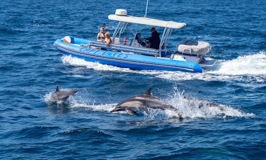 High-Speed Rigid Inflatable Boat for Dolphin & Whale Watching in Dana Point