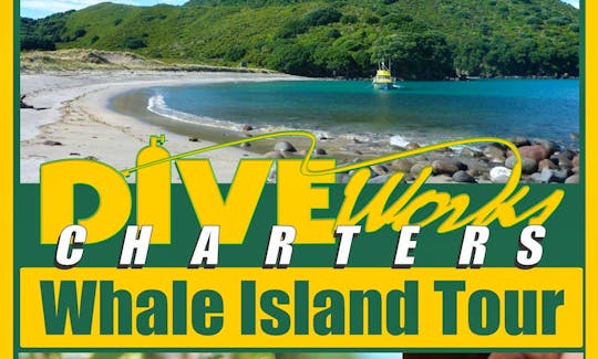 Diveworks Charters - Dolphin and Seal Encounters, Whale Island Tours, Fishing Trips Whakatane, New Zealand