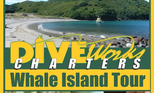 Diveworks Charters - Dolphin and Seal Encounters, Whale Island Tours, Fishing Trips Whakatane, New Zealand