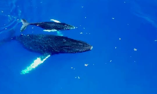 Charter privé d'observation des baleines au Lagoon 38 à Saint-Martin