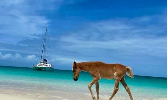 Wild horses walking on the beach in Barbuda...