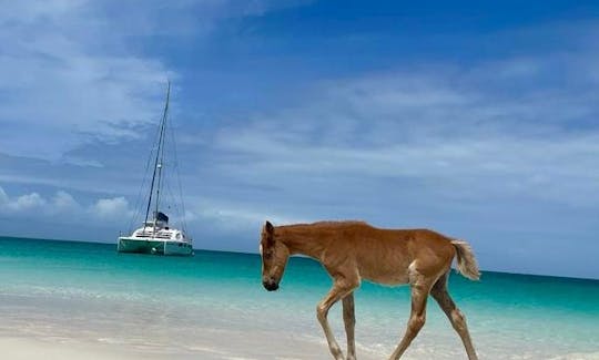 Wild horses walking on the beach in Barbuda...