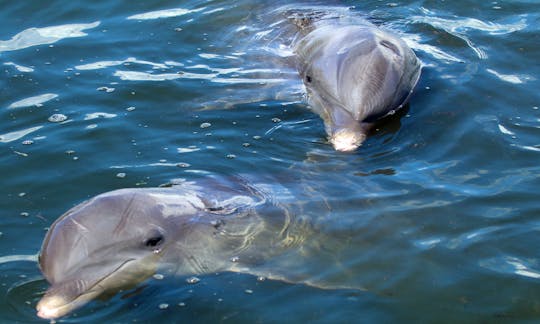 Dolphins waiting for you!