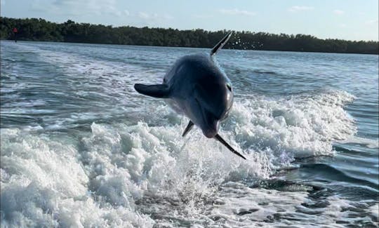Play with dolphins in our wake!