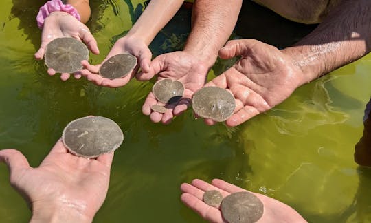 Sand dollars