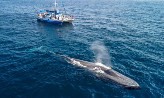 Catamarán con cápsulas de observación submarina para observar ballenas de 5 estrellas en Dana Point