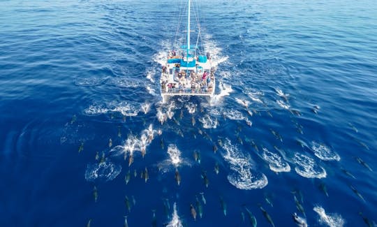 Catamarán con cápsulas de observación submarina para observar ballenas de 5 estrellas en Dana Point