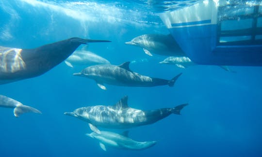 Catamarán con cápsulas de observación submarina para observar ballenas de 5 estrellas en Dana Point