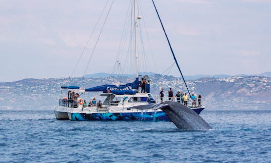 Catamarán con cápsulas de observación submarina para observar ballenas de 5 estrellas en Dana Point