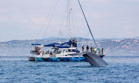Catamaran with Underwater Viewing Pods for 5-Star Whale Watching in Dana Point