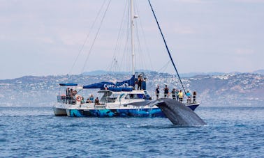 Catamarã com cápsulas de observação subaquática para observação de baleias 5 estrelas em Dana Point