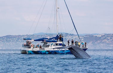 Catamaran with 2 Eye-to-Eye Underwater Viewing Pods for 5-Star Whale Watching in Dana Point