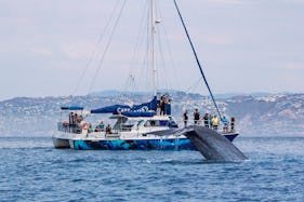Catamaran with Underwater Viewing Pods for 5-Star Whale Watching in Dana Point
