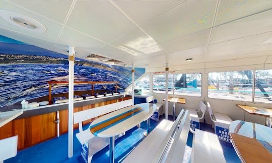 Upscale Power Catamaran for Whale Watching & More in Dana Point