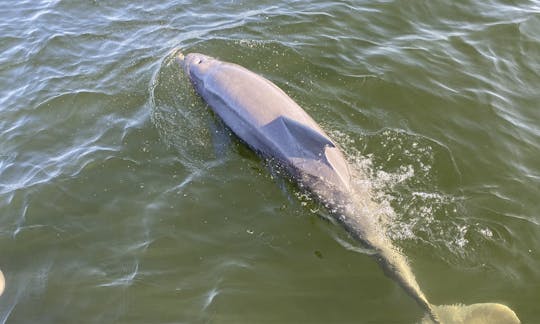 Deluxe Pontoon Rental in Panama City, Florida with snorkel gear 