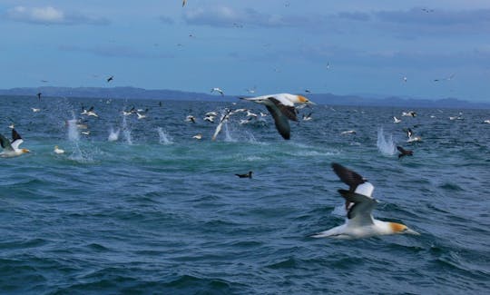 We chase workups with whales dolphins and birds eating bait