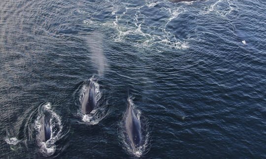 Excursion d'observation des baleines en mer à Sitka, en Alaska
