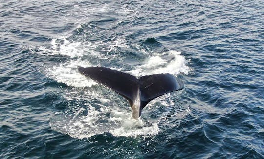 Whale Watching Marine Tour in Sitka, Alaska
