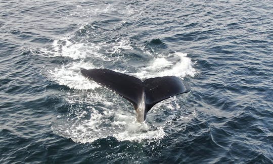 Excursion d'observation des baleines en mer à Sitka, en Alaska