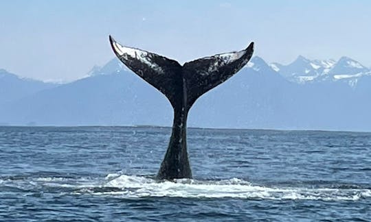 アラスカ州シトカでのホエールウォッチングマリンツアー