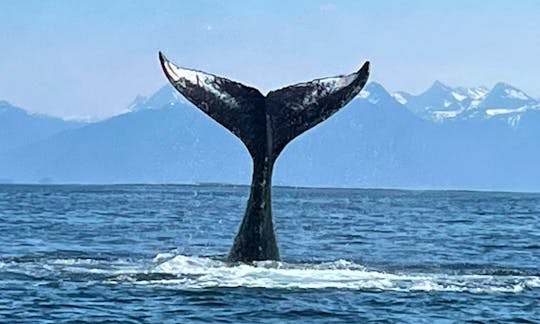 Whale Watching Marine Tour in Sitka, Alaska