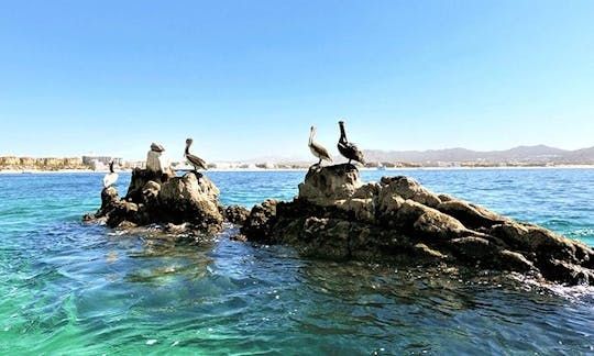 Glass Bottom Boat Tour in Cabo San Lucas, Baja California Sur