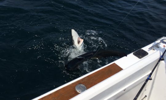 Pesca de tubarão em Newburyport, Massachusetts