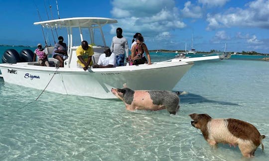 Recorridos en barco por Crystal Bay: DÍA COMPLETO (8 horas)