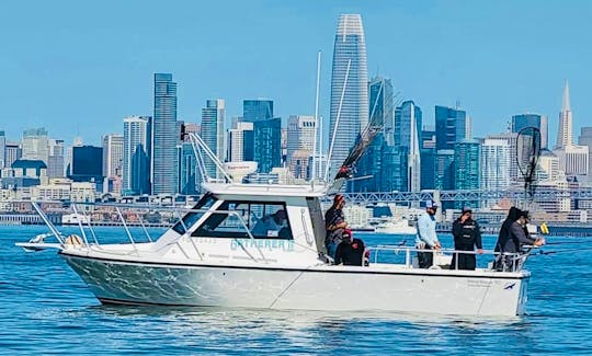 Explore The Bay on a fast, safe, comfortable private boat