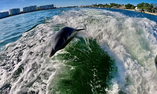 Sailfish Dolphin Watching Tours in Tampa