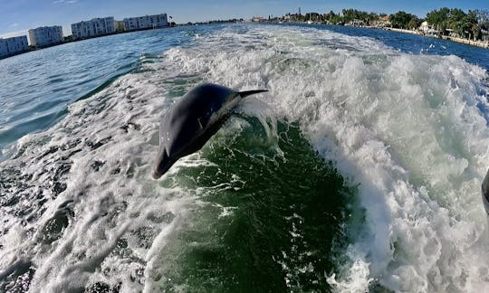 Sailfish Dolphin Watching Tours in Tampa