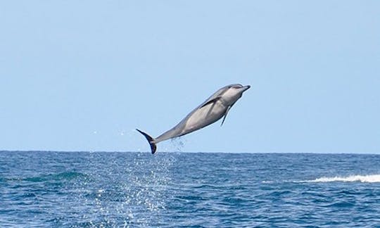 Dolphin Encounter - Sharing - Adult